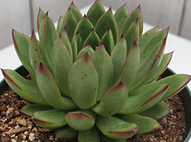 Echeveria agavoides