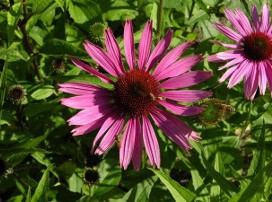 Echinacea purpurea