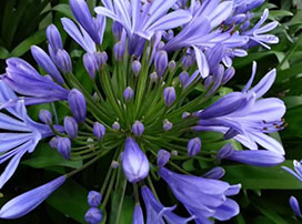 Agapanthus africanus