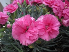 Dianthus caryophyllus