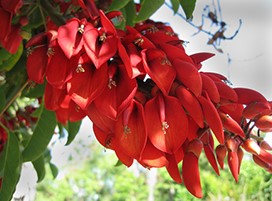 Erythrina crista-galli