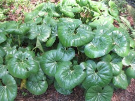Farfugium japonicum