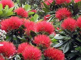 Metrosideros excelsa