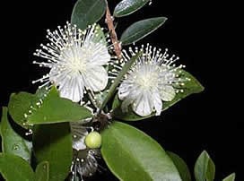 Myrtus communis