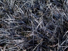 Ophiopogon planiscapus ‘Nigrescens’