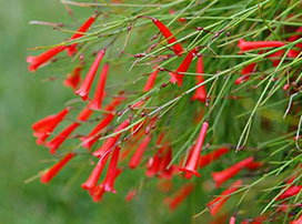 Russelia equisetiformis