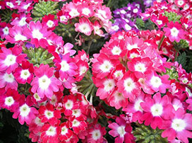 Verbena hybrida