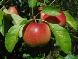 Malus domestica