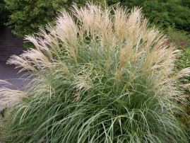 Miscanthus sinensis