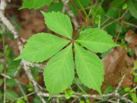 Parthenocissus quinquefólia