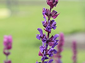 Salvia nemerosa
