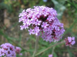 Verbena bonariensis