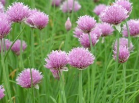 Allium schoenoprasum