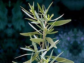 Artemisia dranunculus