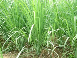 Cymbopogon citratus