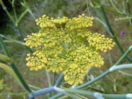 Foeniculum vulgare