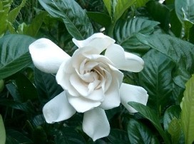 Gardénia jasminoides