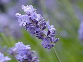 Lavandula angustifólia