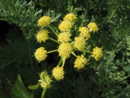 Levisticum officinale