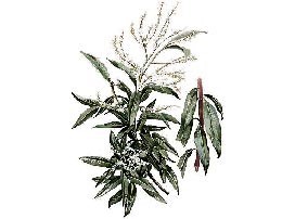 Lippia citriodora