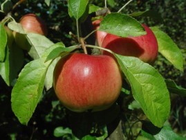 Malus domestica