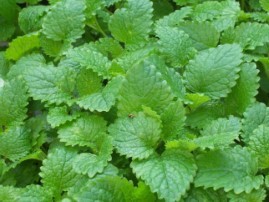 Melissa officinalis
