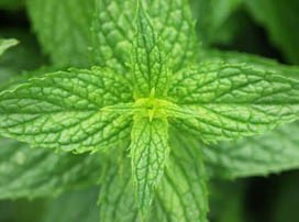 Mentha