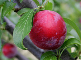 Prunus domestica