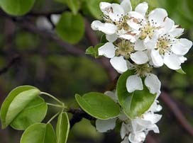 Pyrus pyraster