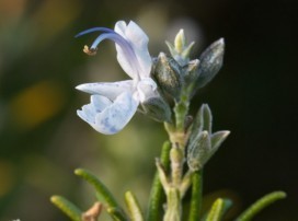 Rosmarinus officinalis