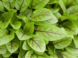 Rumex ‘Red Stripe’