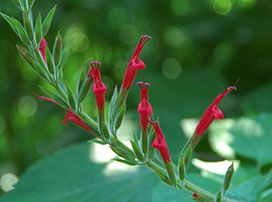 Salvia elegans