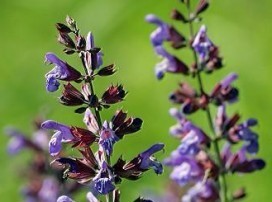 Salvia officinalis
