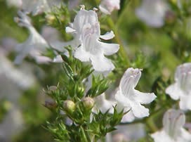Satureja montana