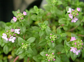 Thymus