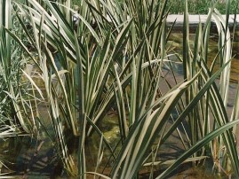 Acorus calamus ´Variegata´