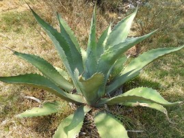 Agave ferox