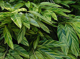 Alpinia zerrumbet