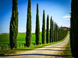 Cupressus sempervivens ´Pyramidalis´