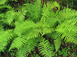 Dryopteris sp.