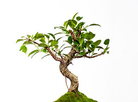 Ficus, bonsai