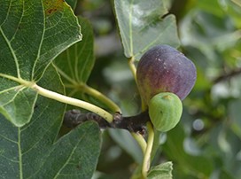 Ficus carica