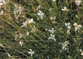 Gaura lindheimeri