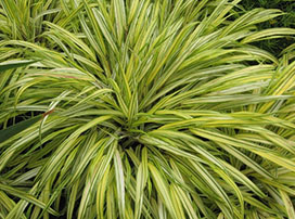 Hakonechloa macra