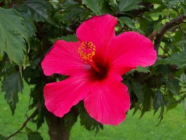 Hibiscus rosa-sinensis