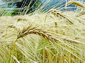 Hordeum vulgare