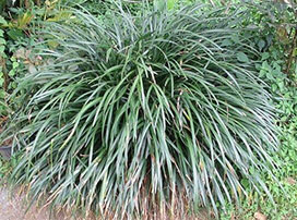 Liriope spicata