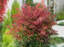 Nandina domestica ´Obssesed´