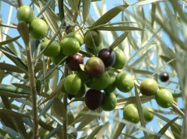 Olea europea