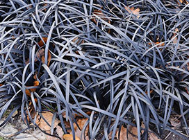 Ophiopogon ´Black Dragon´